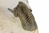 Extremely Rare Lanceaspis Trilobite - Mjane, Morocco #299840-4